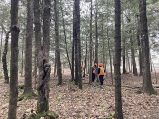 Hemlock Woolly Adelgid Webinar